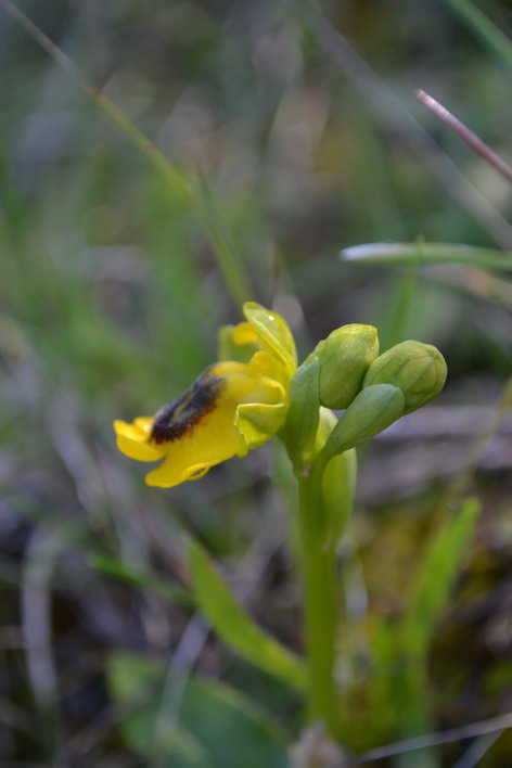 Ophrys lutea subsp. lutea Cav., Sicilia.